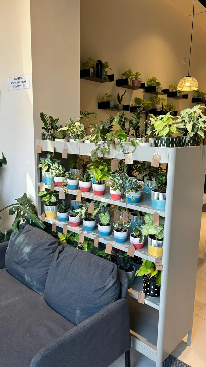Wooden shelves of potted plants in painted pots, for sale inside the café